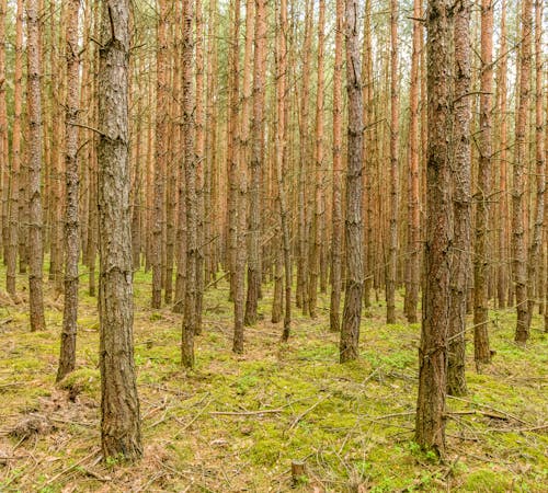 Foto d'estoc gratuïta de arbres, bosc, dens
