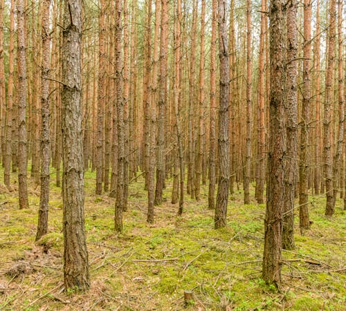 Gratis lagerfoto af fyrretræ, landskab, miljø