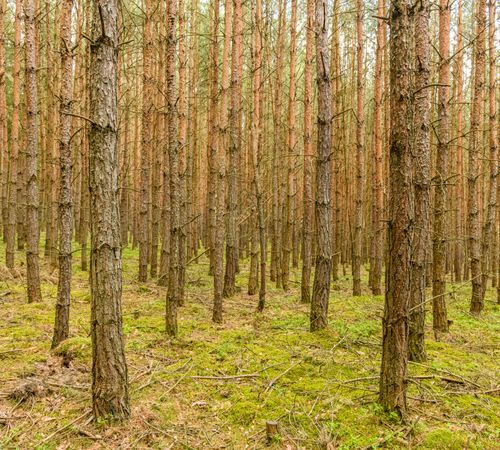 Free Explore the serene beauty of a dense pine forest in Czechia with vibrant green moss covering the forest floor. Stock Photo