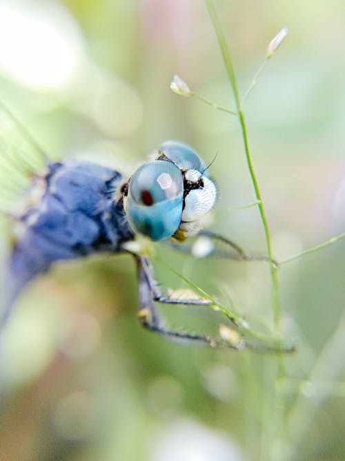 Graceful dragonfly touching grass in meadow