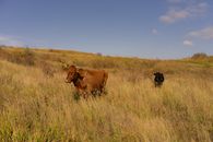 Cows in grassy meadow under blue sky