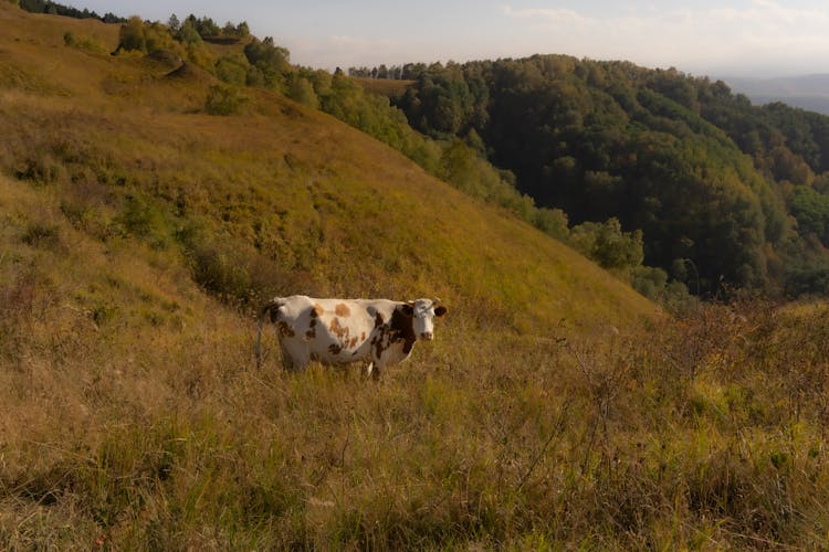 Cow In Meadow On Hill Slope