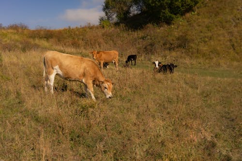 Cows grazing in grassy field with bushes