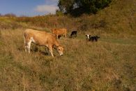 Cows grazing in grassy field with bushes