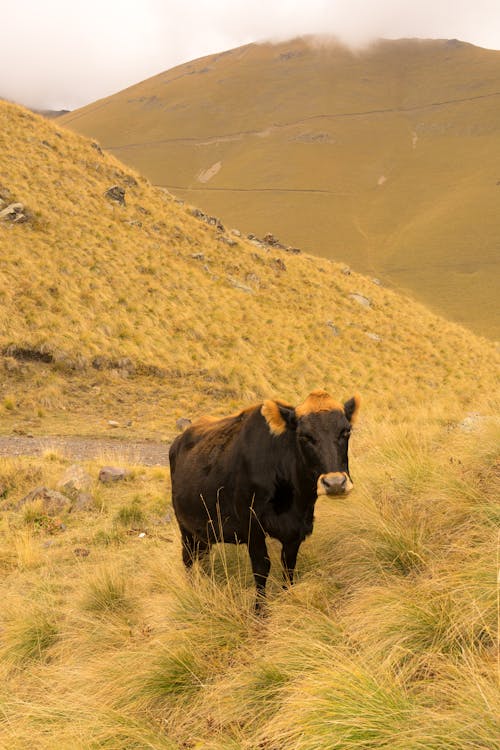 Dark brown cow grazing on pasture with lush grass in hills under cloudy sky