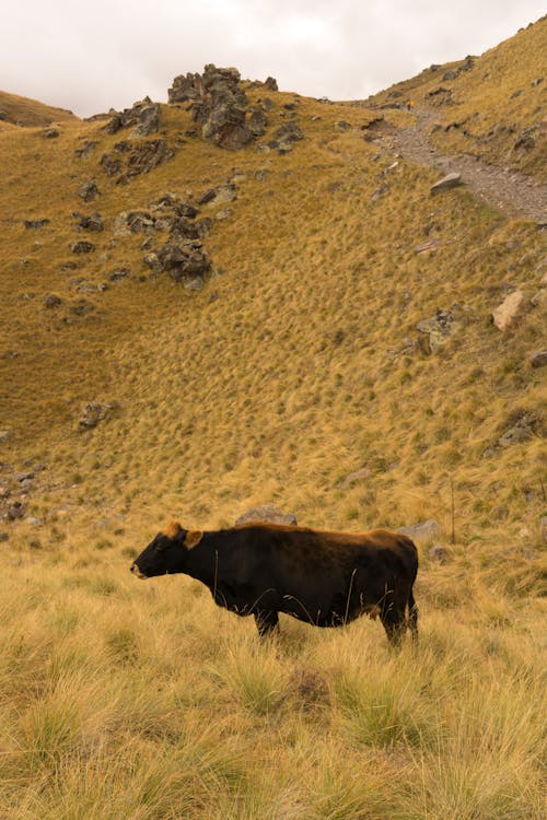 Brown cow pasturing in field near mountain