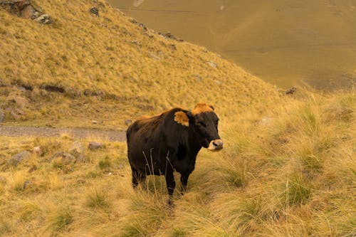 Cow grazing on grassy hill slope