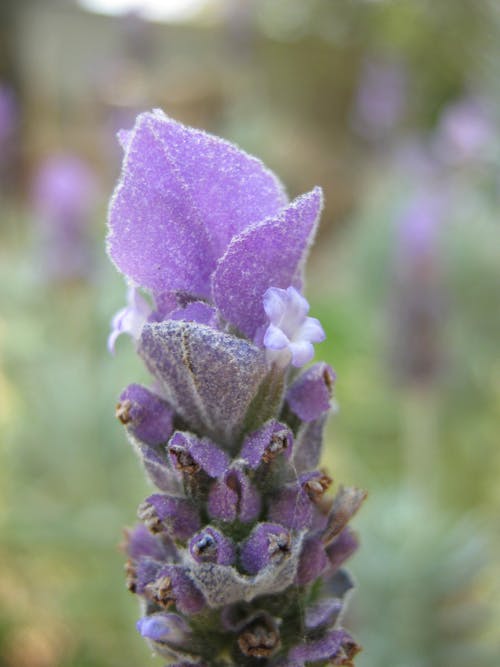 特寫, 紫色小花, 美麗的花 的 免費圖庫相片