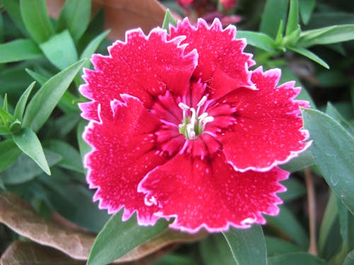 Free stock photo of beautiful flower