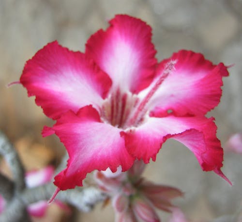 サビスター, 咲く花, 閉じるの無料の写真素材