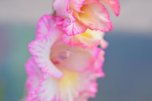 Foto Makro Bunga Merah Muda