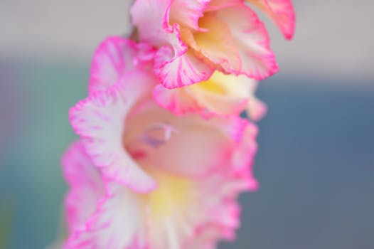 特写镜头捕捉了充满活力的粉红色剑兰花，展现出它精致的花瓣和自然之美