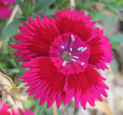 Free stock photo of beautiful flowers