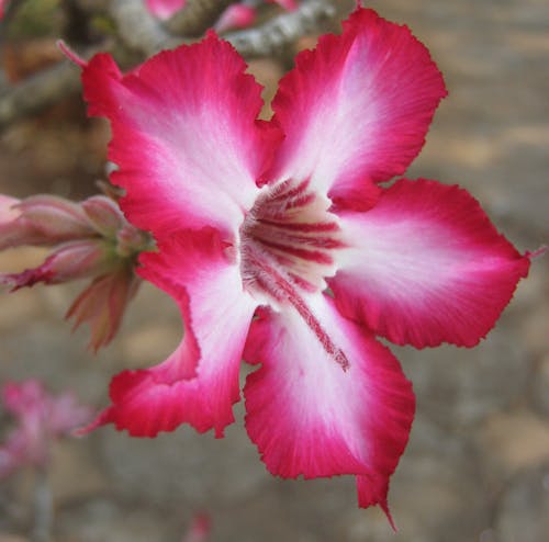 美麗的花朵, 薩比之星 的 免費圖庫相片