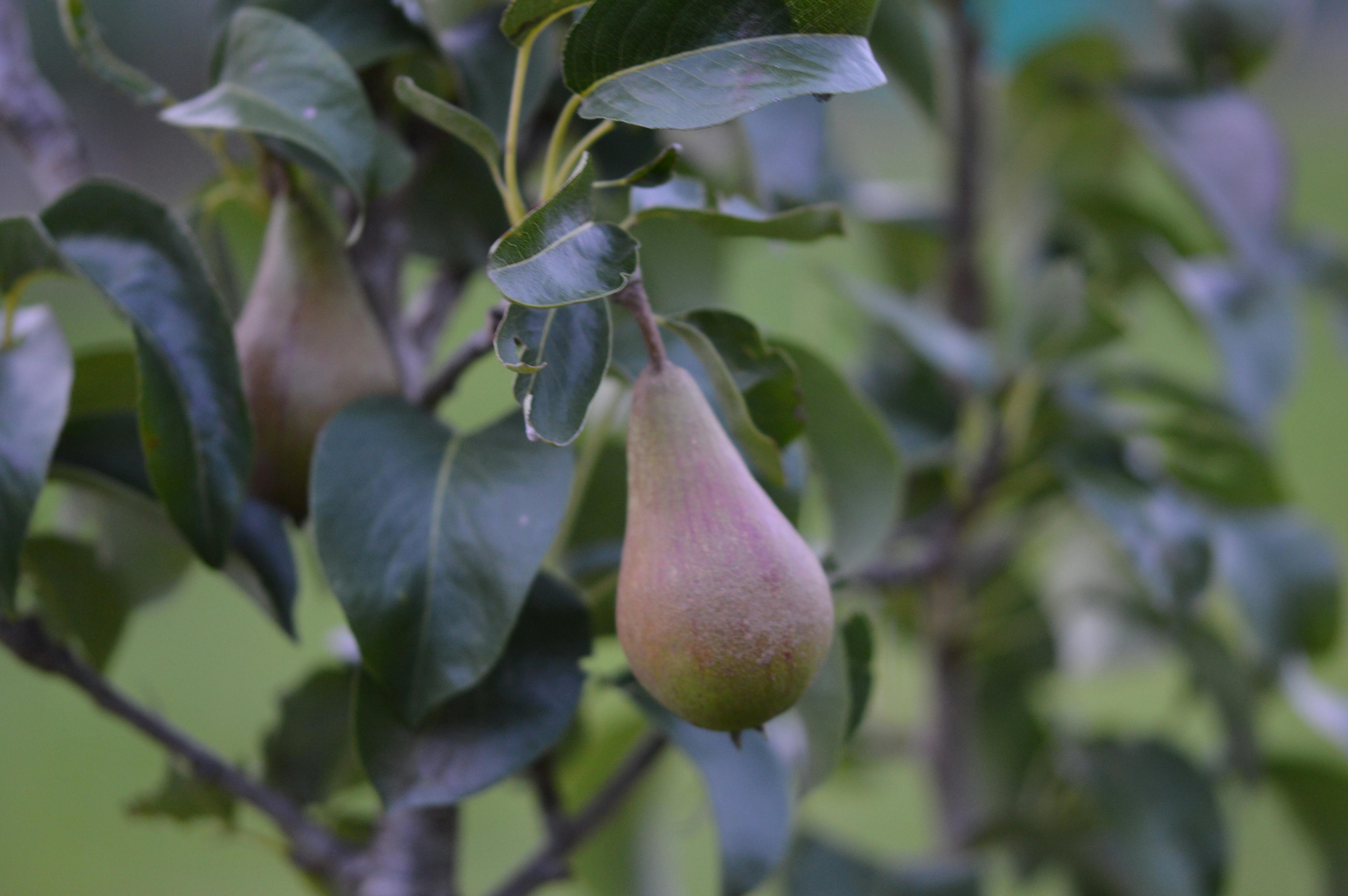 Free stock photo of pear tree, pears