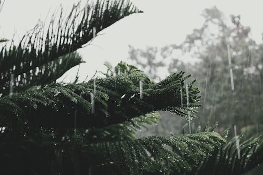 Close-up of rain-soaked pine branches in a forest, capturing natural tranquility.