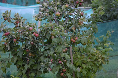Kostenloses Stock Foto zu äpfel, apfelbaum, giy