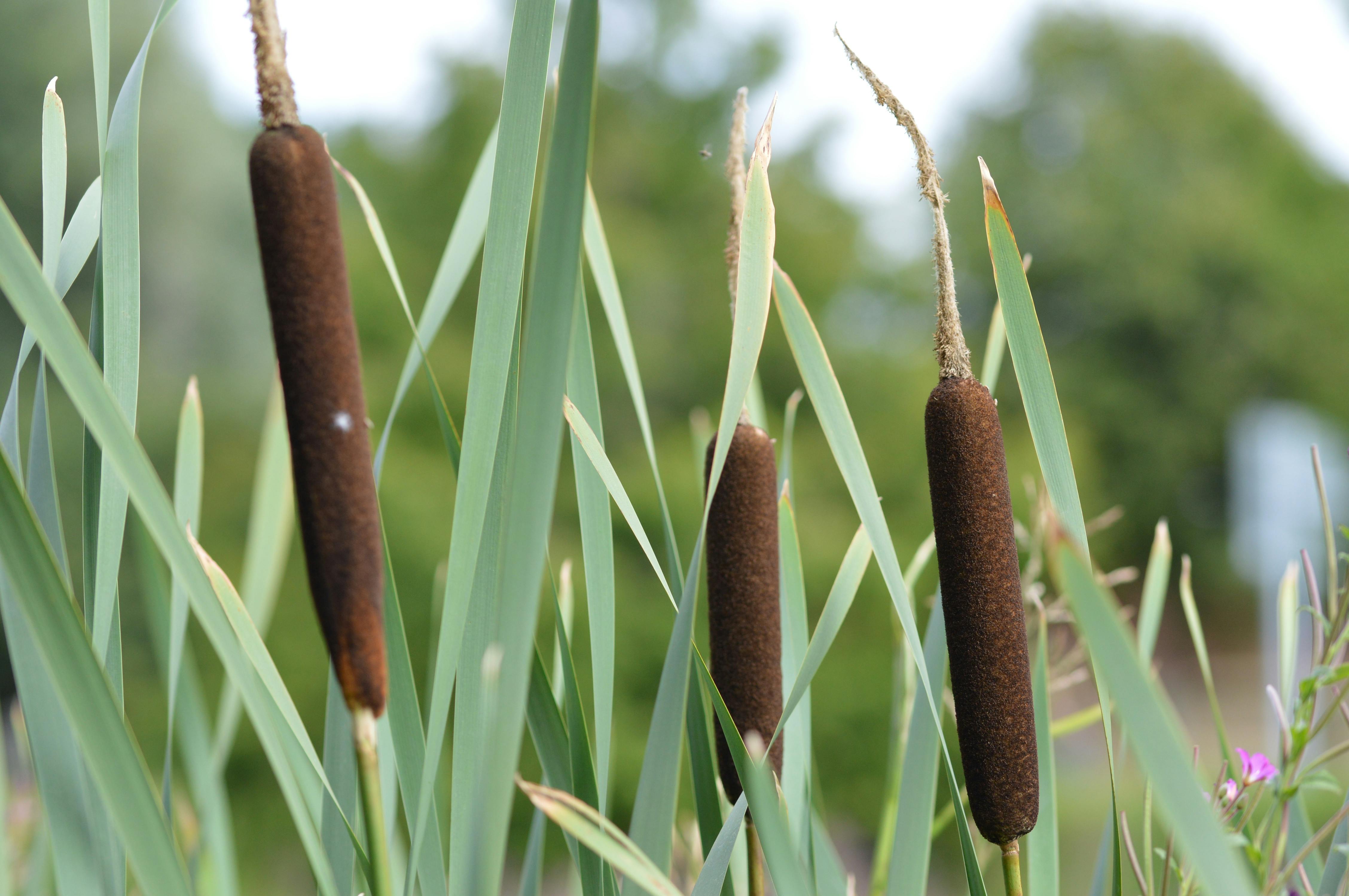 Free stock photo of Brown reeds, nature, reeds