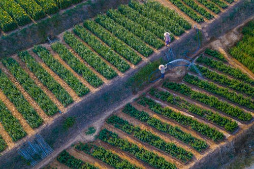 Droen Shot of Watering of Vineyard