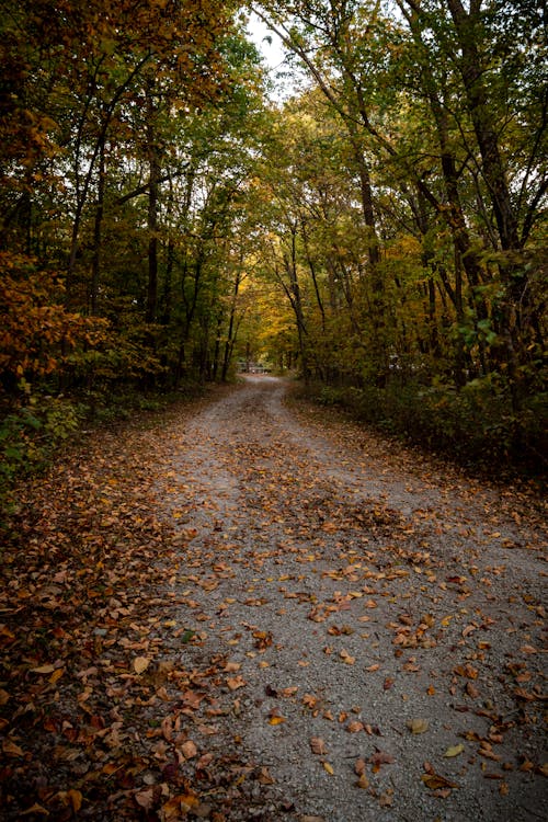 Unpaved Road Between Green Trees with Fallen Leaves