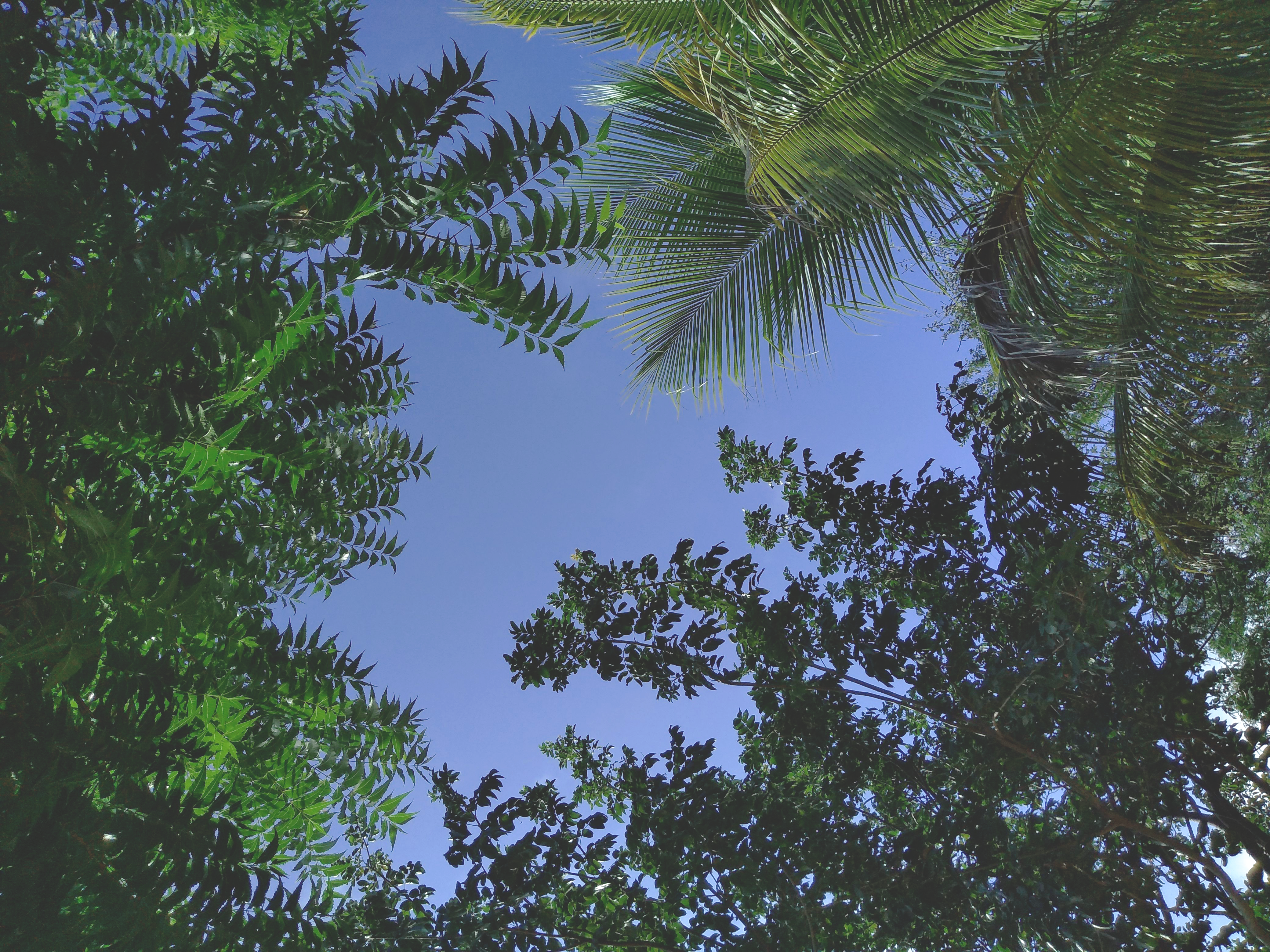 Green Trees Under Blue Sky · Free Stock Photo