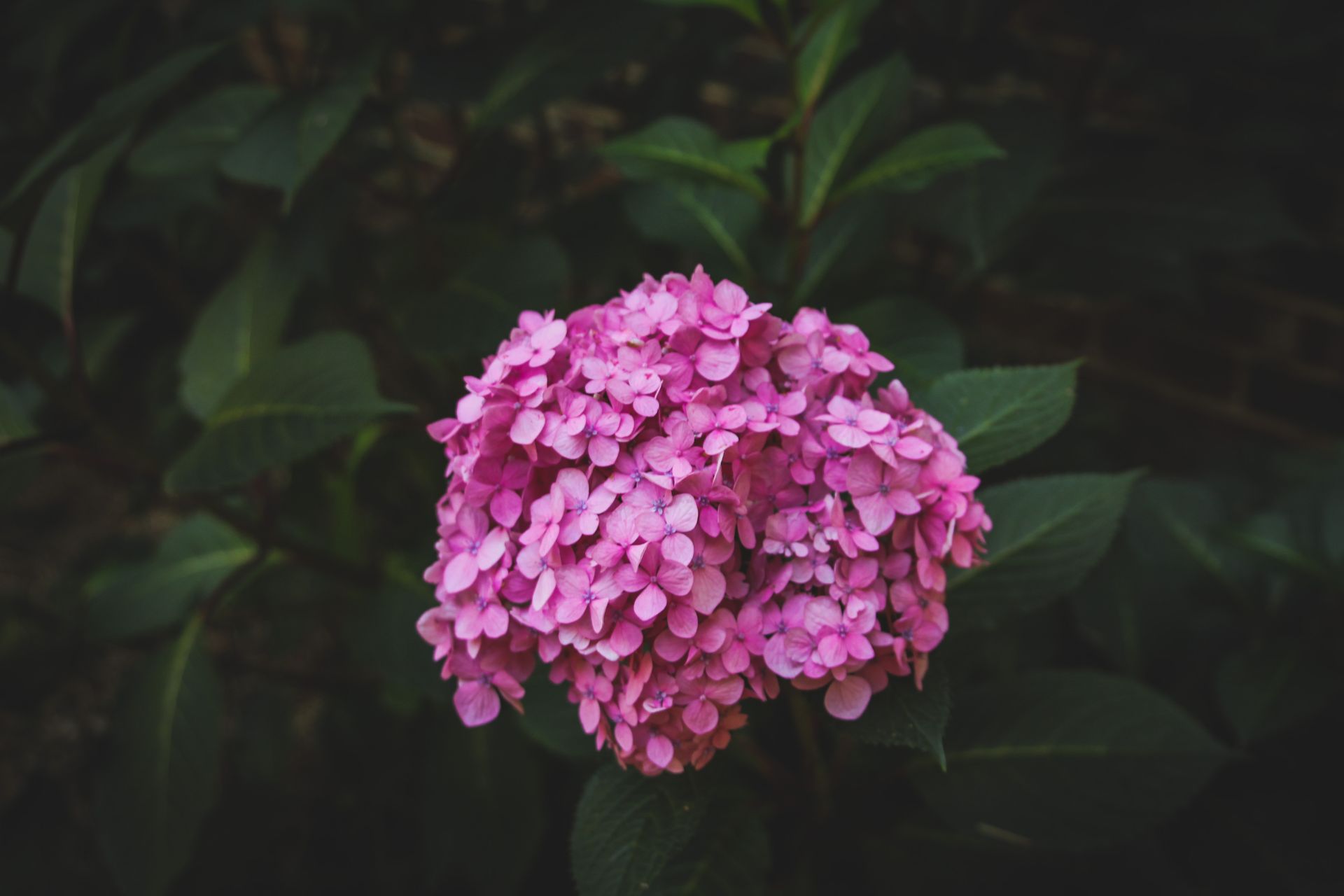 Close-up of a pink hydrangea flower showcasing vibrant petals in a garden setting.