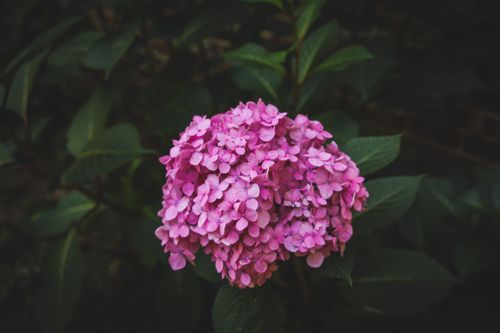 Free Close-up of a pink hydrangea flower showcasing vibrant petals in a garden setting. Stock Photo