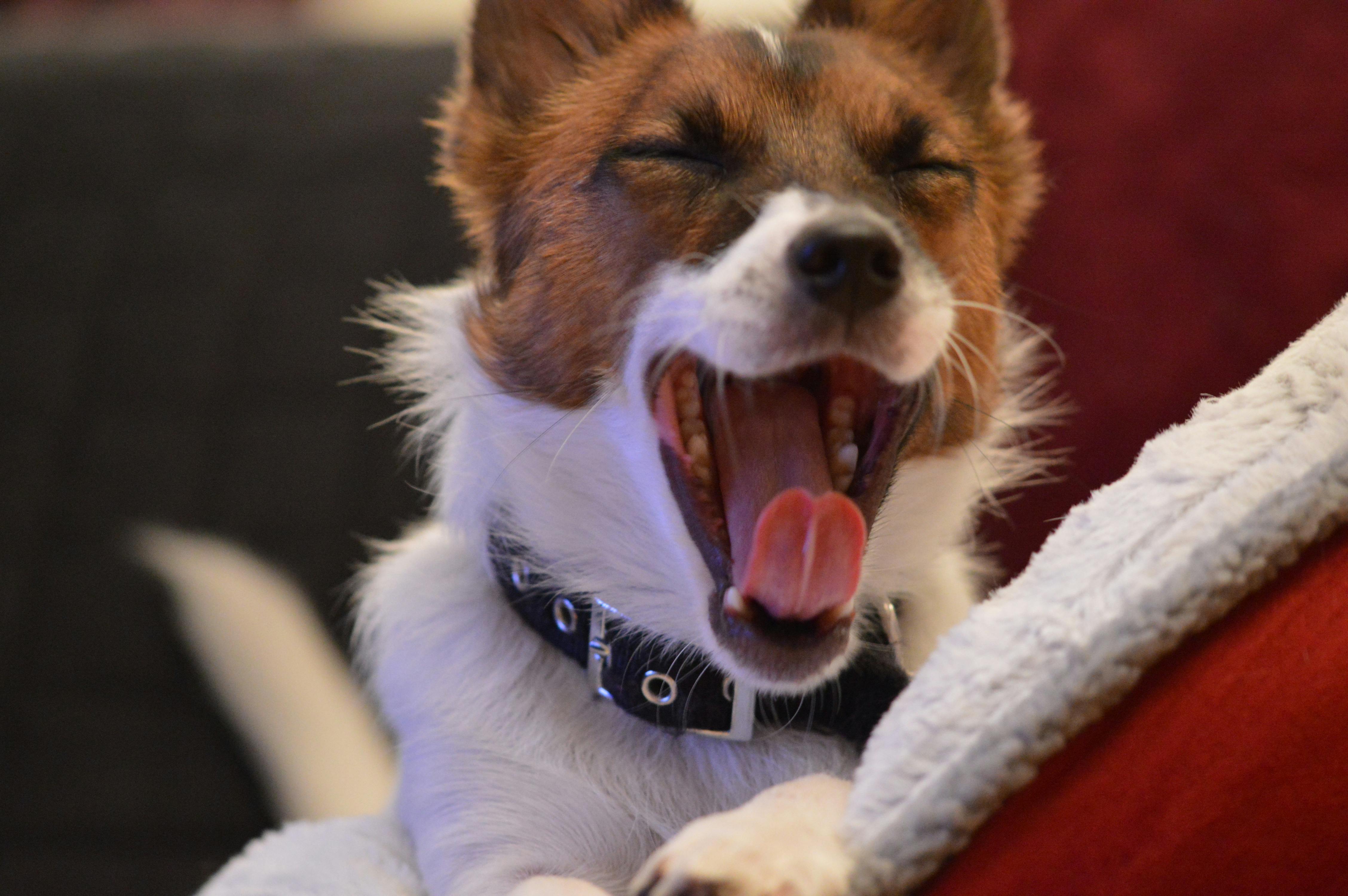 Free stock photo of jack russell, portrait, yawning dog