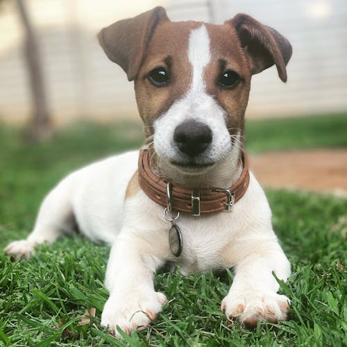 Ingyenes stockfotó jackrussel témában