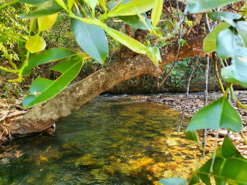 Free stock photo of beauty of nature, clean water, green leaves Stock Photo
