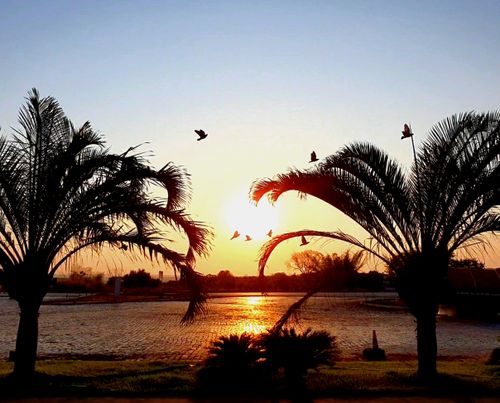 Free stock photo of beautiful sky, birds, early sunrise Stock Photo
