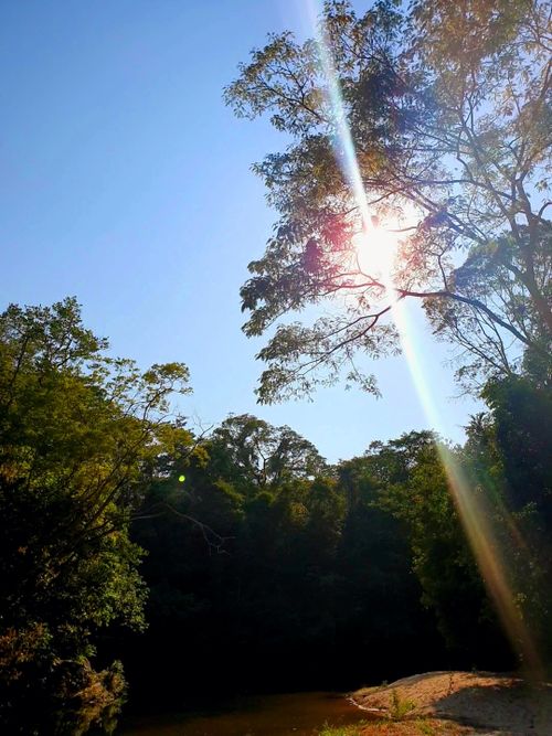 Free stock photo of beauty of nature, green, sunlight Stock Photo