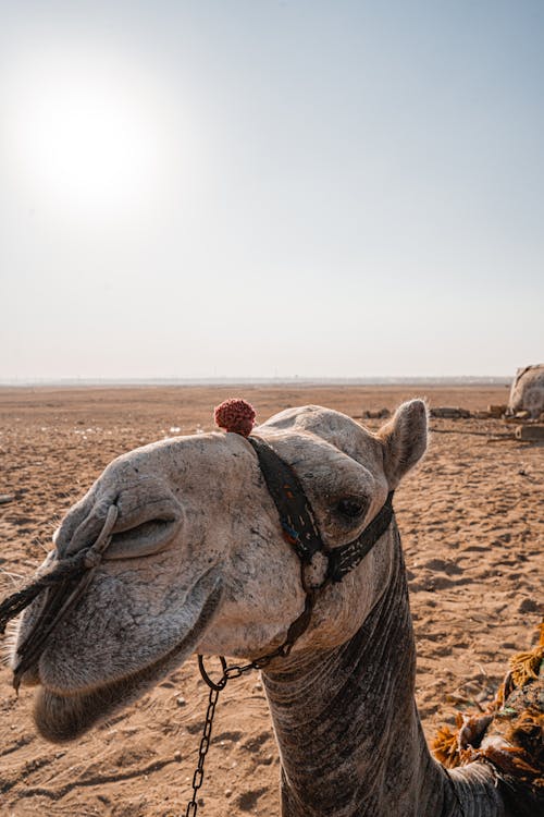 Foto stok gratis fotografi binatang, gurun pasir, merapatkan