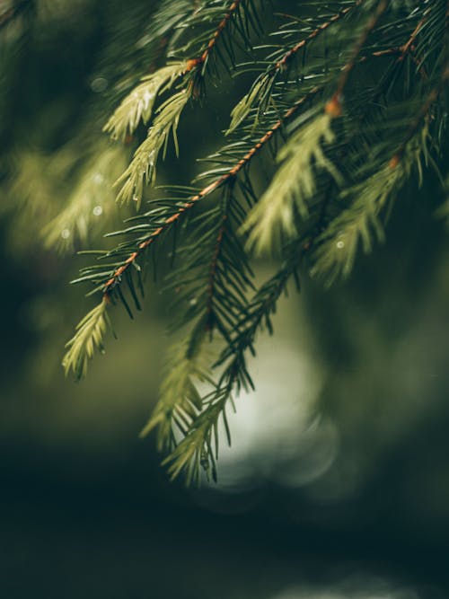 Green Pine Tree in Close Up Photography