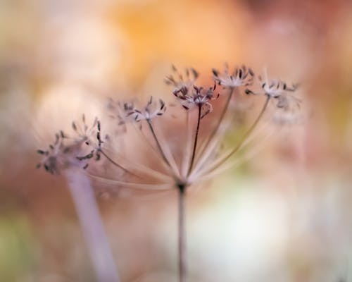 カラフル, ボケ, 花の無料の写真素材