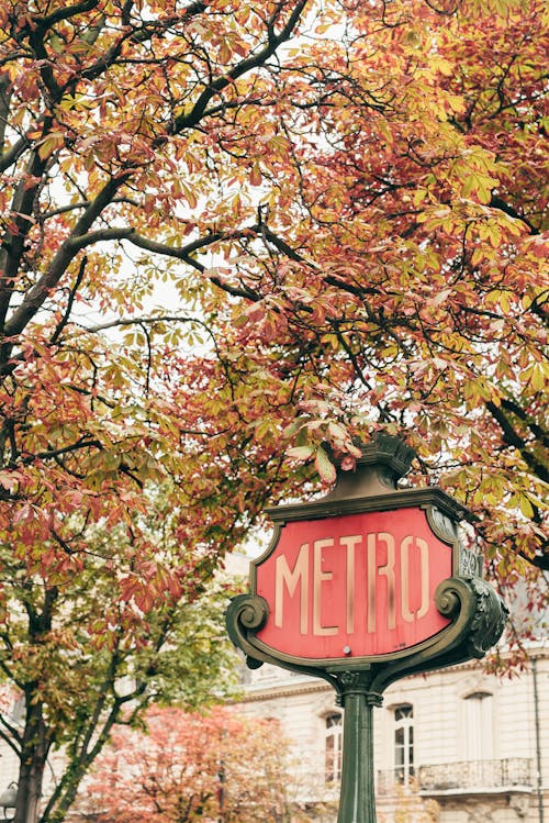 Free A Metro Sign Under a Maple Tree Stock Photo