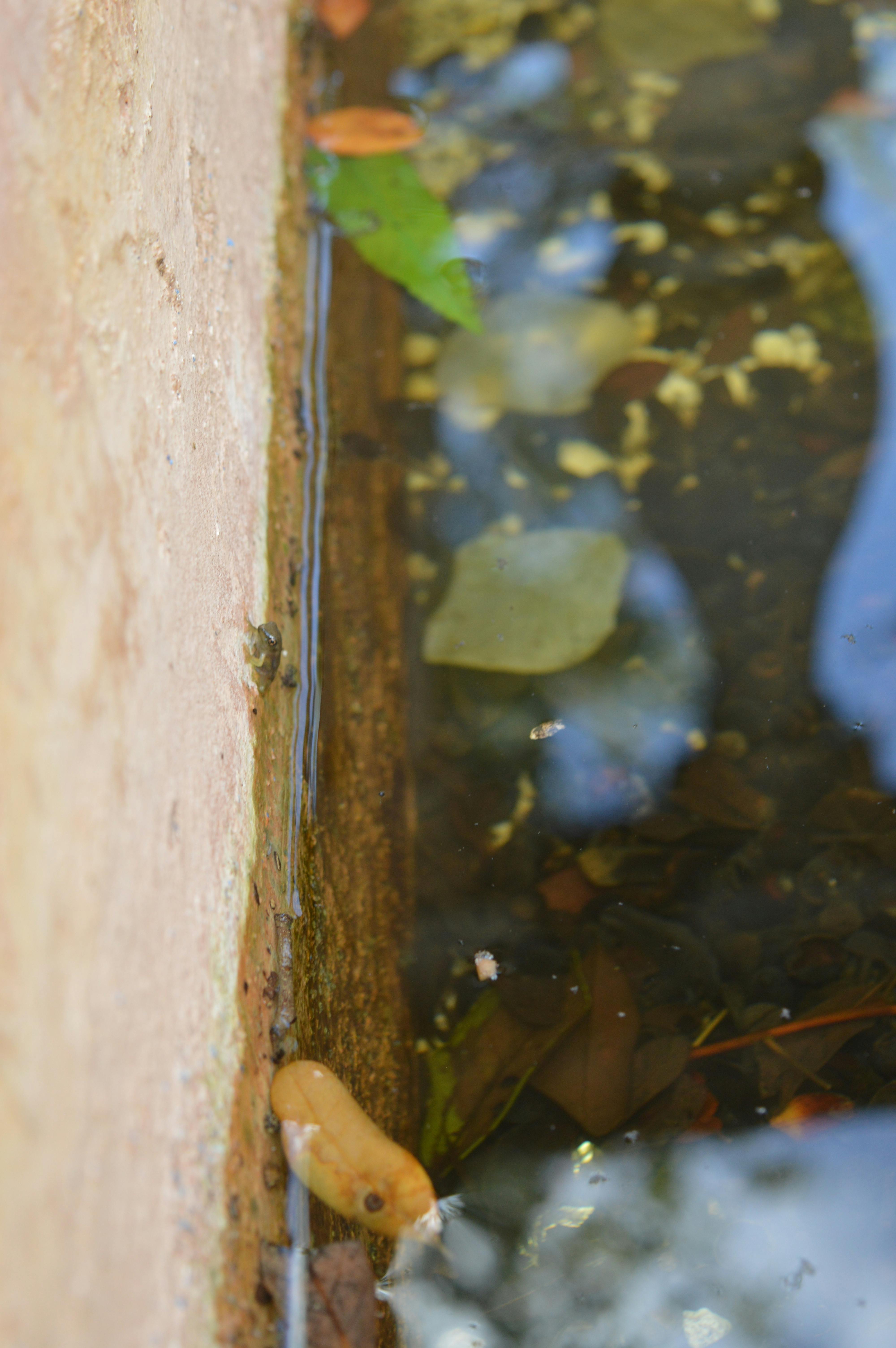 Free stock photo of fountain, frog, tadpole