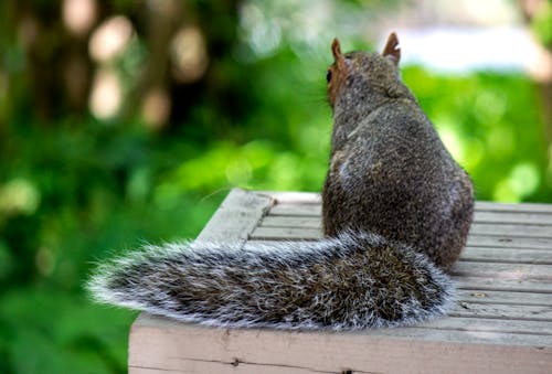 Free stock photo of bushy tail, grey squirrel, thinking