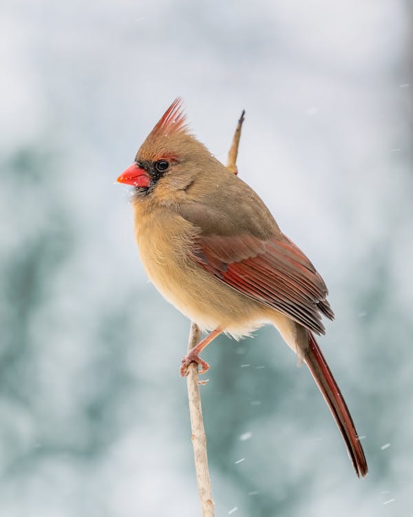 Free Full body cute fluffy cardinal bird sitting on thin twig in snowy winter countryside Stock Photo