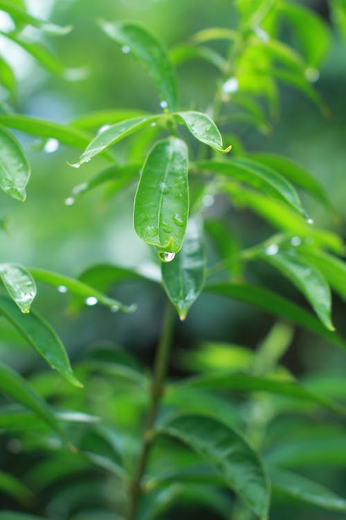Free stock photo of dewdrop, green leaf, nature photography