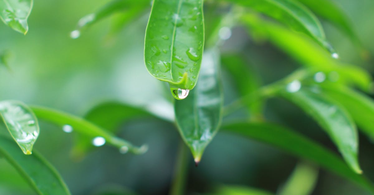 Free stock photo of dewdrop, green leaf, nature photography