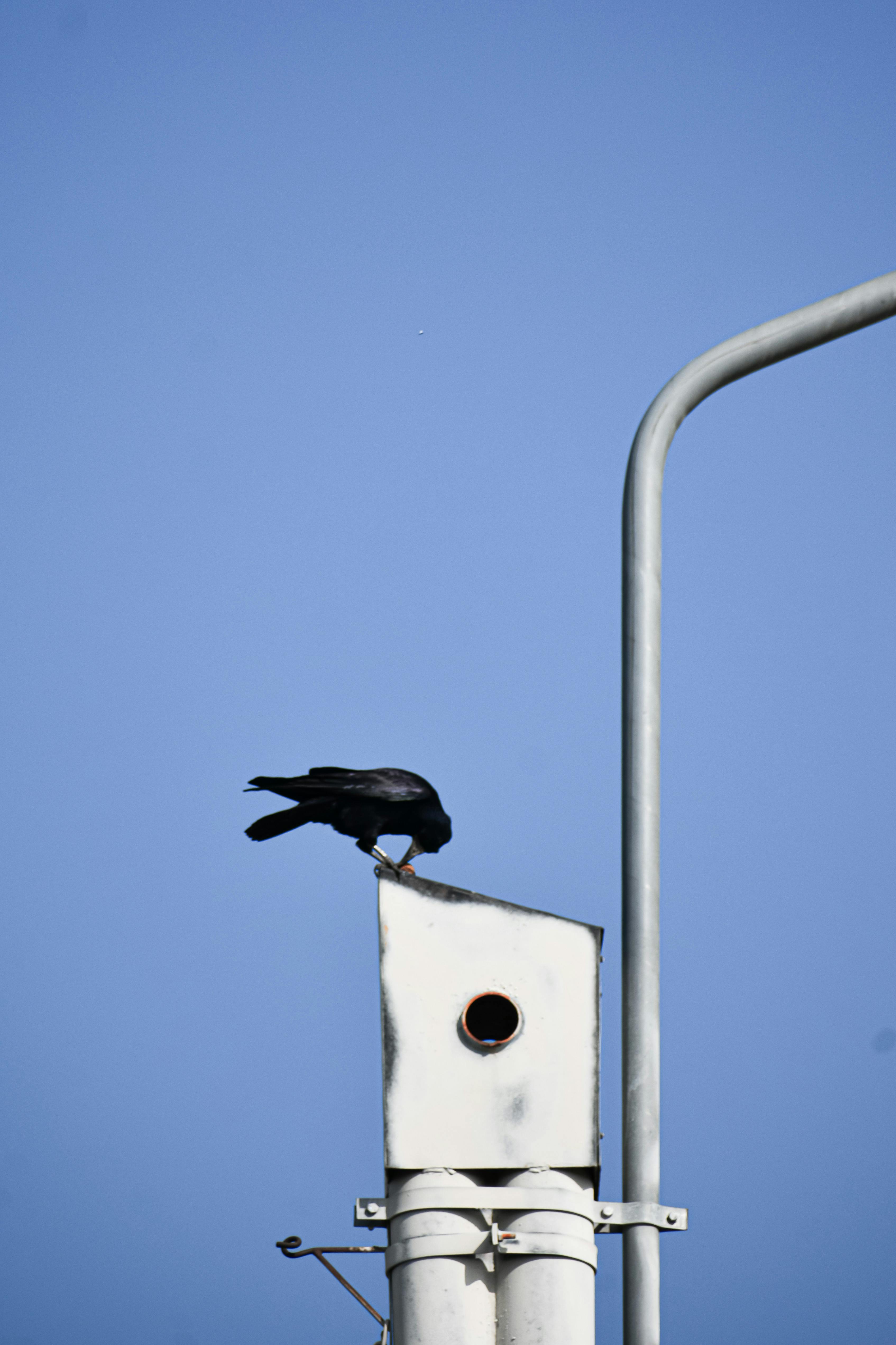 black crow sitting on metal construction