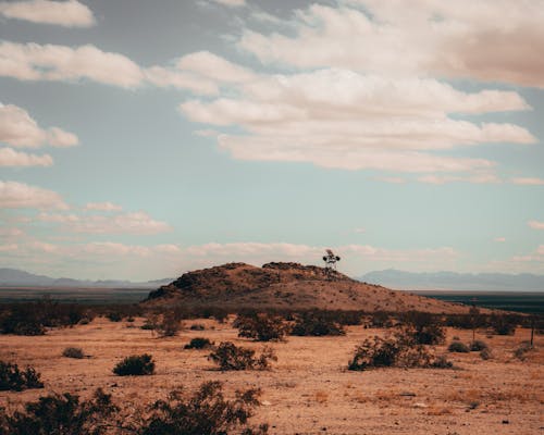 Imagine de stoc gratuită din apus, arbore, arid