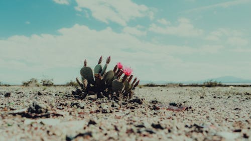 Základová fotografie zdarma na téma kaktus, krajina, květiny