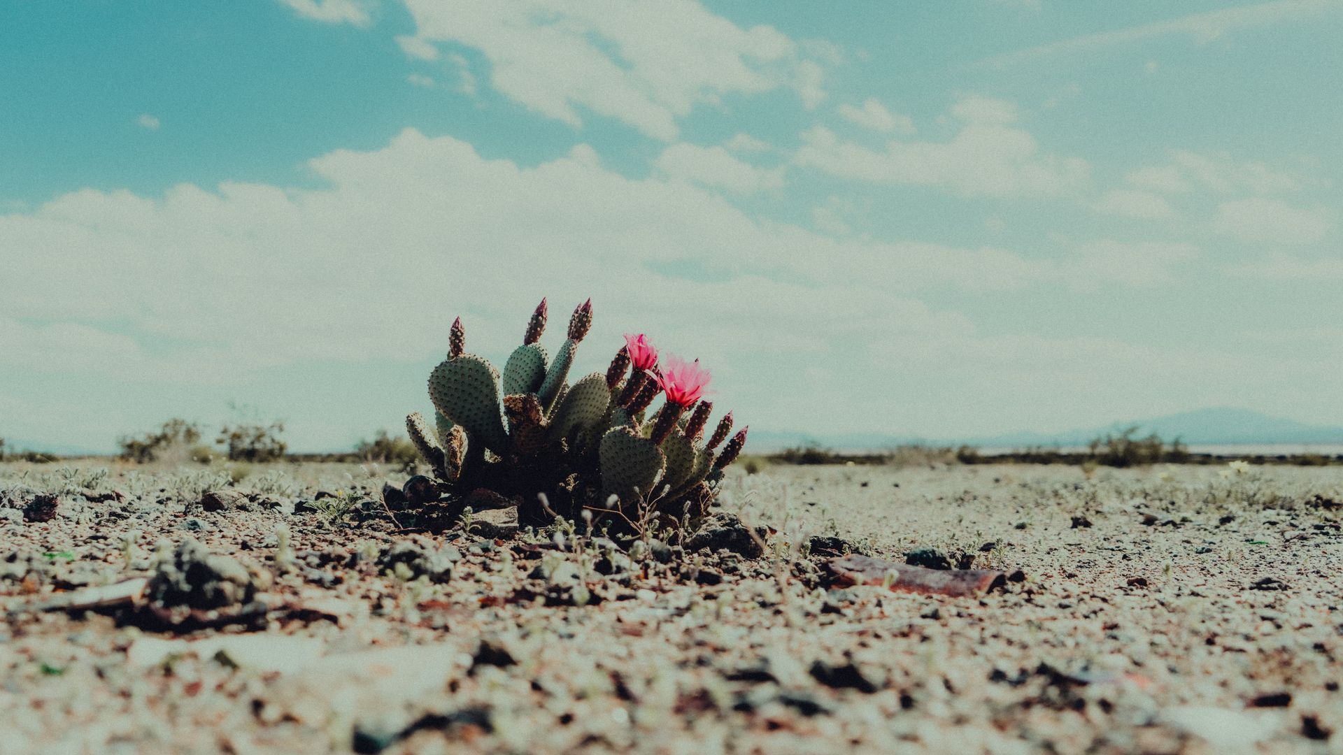 A lone cactus with vibrant flowers blossoms in a sunlit California desert landscape.