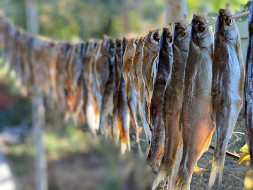 Dried Fishes Hanging on Brown Wooden Stick