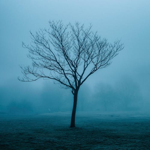 A Bare Tree on a Field on a Foggy Weather