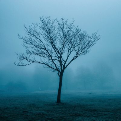 A bare tree in heavy fog — Manuel Sechi on Pexels