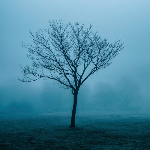 A lone bare tree standing in a misty field — photo by Manuel Sechi on Pexels