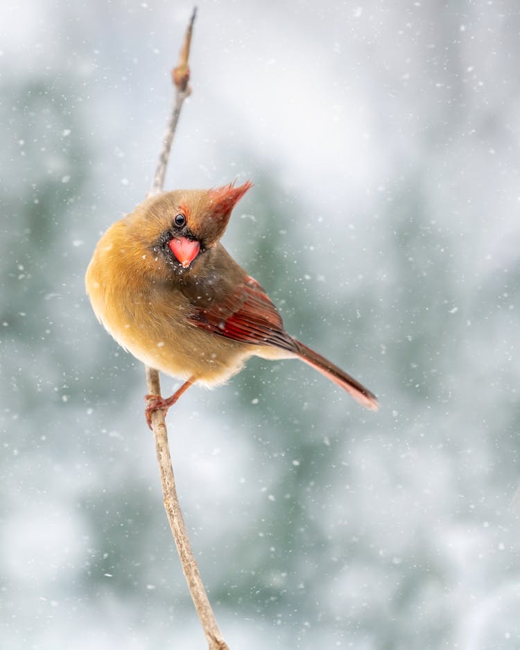 Adorable Cardinal Bird Sitting On Tree Twig In Winter Forest